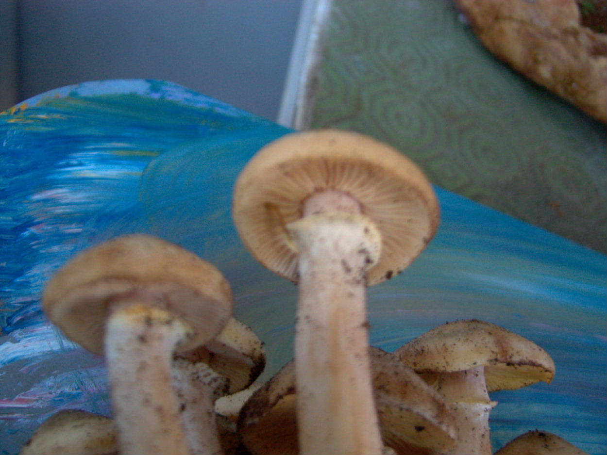 fungo da determinare